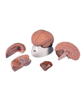 Beyin Modeli, 4 Parçalı
