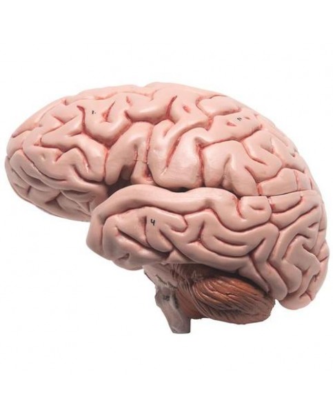 Beyin Modeli, 5 Parçalı
