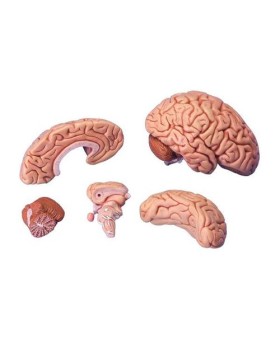 Beyin Modeli, 5 Parçalı