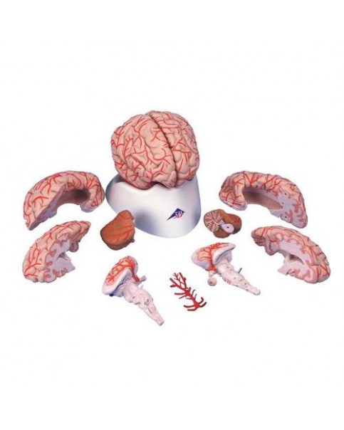 Arterli Beyin Modeli, 9 Parçalı