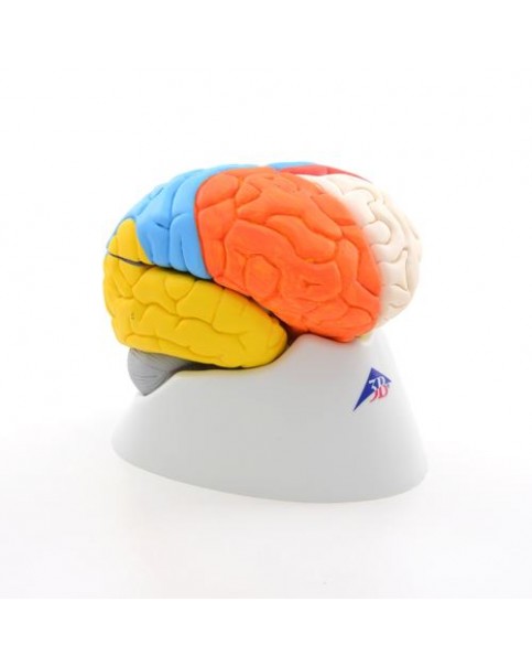 Beyin Modeli, Nöro anatomik, 8 Parçalı