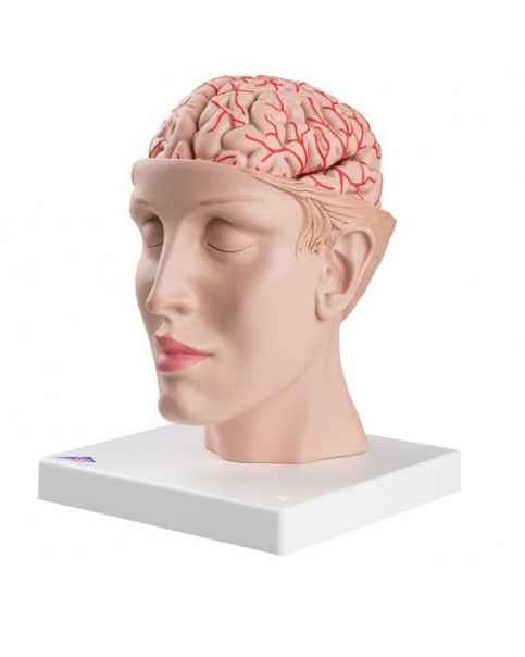 Arterli Beyin Modeli, Baş Üstünde, 8 Parçalı