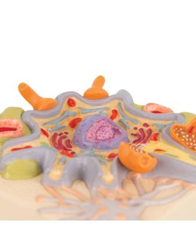 Sinir Hücresi Modeli