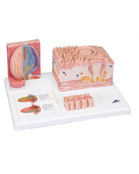 MICROanatomie™ Dil Modeli