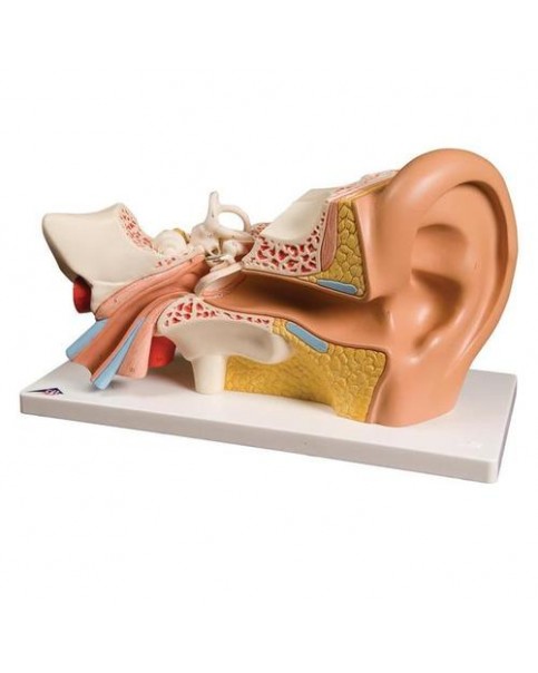 Kulak Modeli, 3 Kat Büyütülmüş, 4 Parçalı
