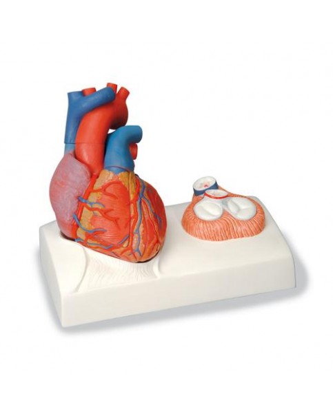 Manyetik Kalp Modeli, Doğal Boyut, 5 Parçalı