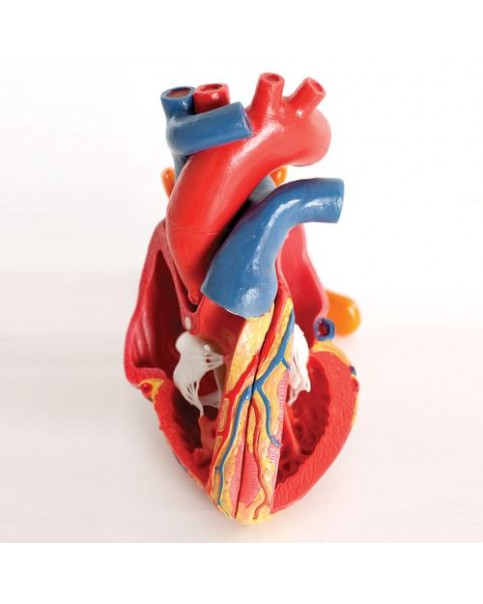 Manyetik Kalp Modeli, Doğal Boyut, 5 Parçalı