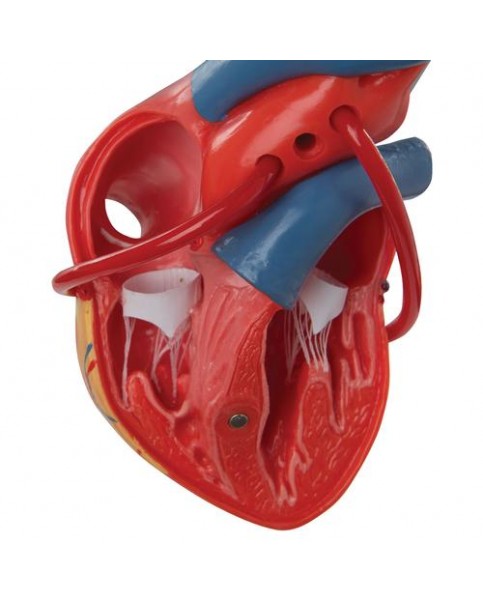 Baypaslı Kalp Modeli, 2 Parçalı