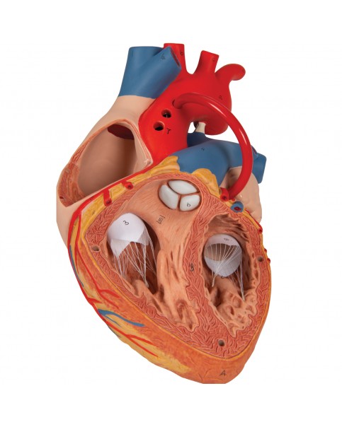 Baypaslı Kalp, 2 Kat Büyütülmüş, 4 Parçalı