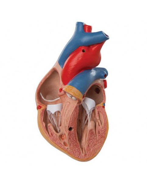 Timüslü Kalp Modeli, 3 Parçalı