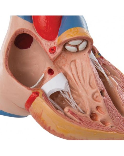 Timüslü Kalp Modeli, 3 Parçalı