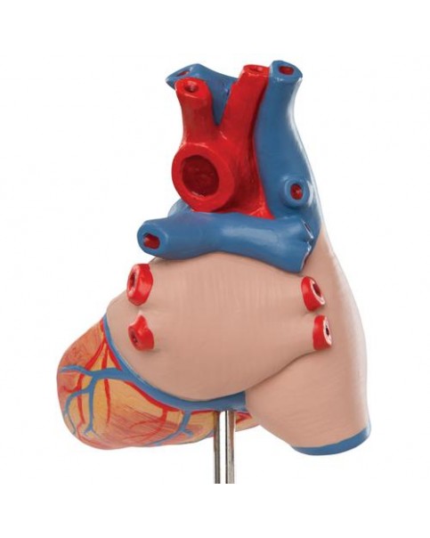 Timüslü Kalp Modeli, 3 Parçalı