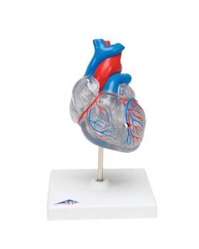 Kardiyak Kondüksiyon Sistemli Kalp Modeli, 2 Parçalı