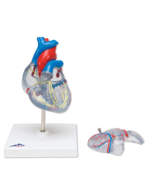 Kardiyak Kondüksiyon Sistemli Kalp Modeli, 2 Parçalı