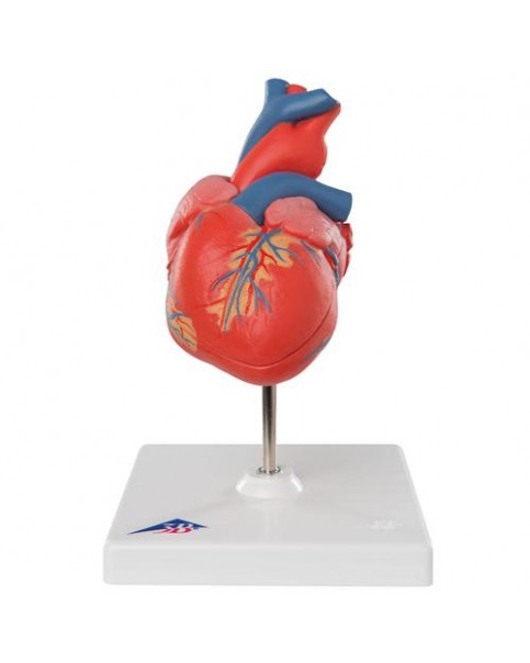 Kalp Modeli, 2 Parçalı