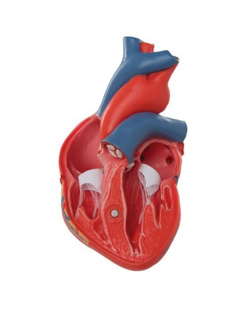 Kalp Modeli, 2 Parçalı