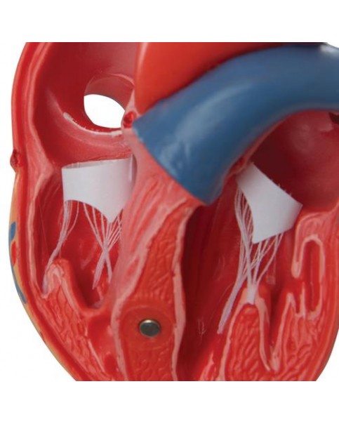 Kalp Modeli, 2 Parçalı