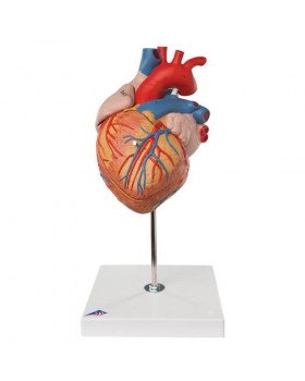 Kalp Modeli, 2 Kat Büyütülmüş, 4 Parçalı