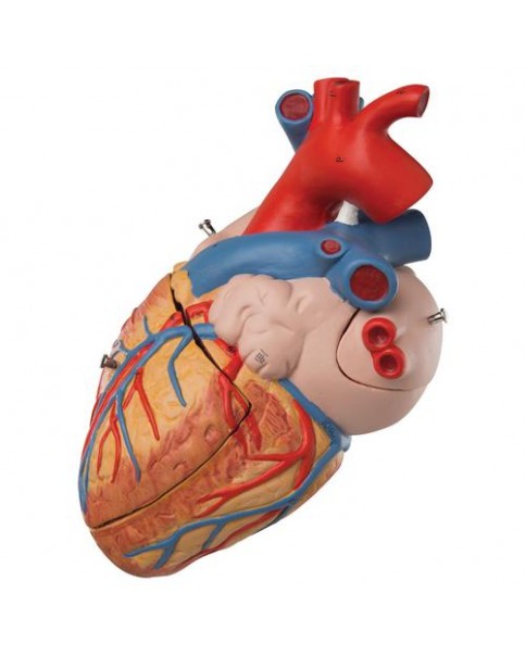 Kalp Modeli, 2 Kat Büyütülmüş, 4 Parçalı
