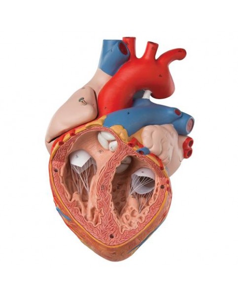 Kalp Modeli, 2 Kat Büyütülmüş, 4 Parçalı