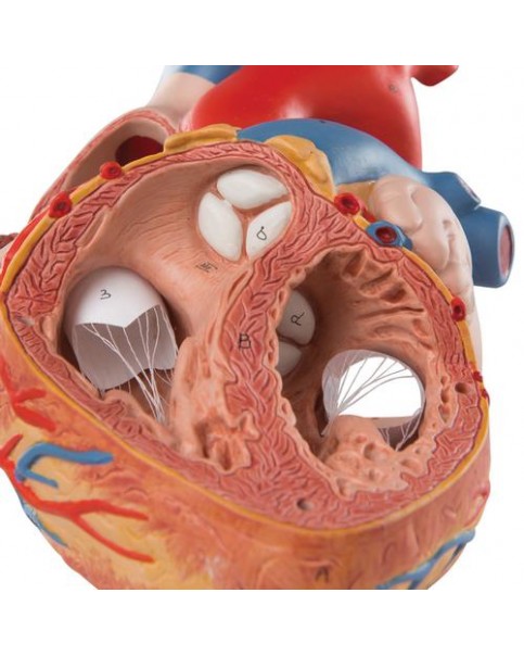 Kalp Modeli, 2 Kat Büyütülmüş, 4 Parçalı
