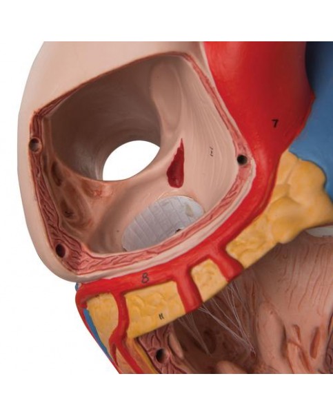 Kalp Modeli, 2 Kat Büyütülmüş, 4 Parçalı