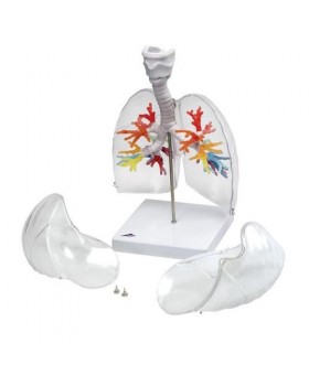 Akciğer Bronş Modeli, Gırtlak ve Akciğer İle Birlikte