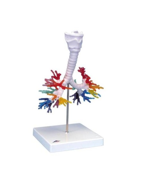 Akciğer Bronş Modeli, Gırtlak İle Birlikte