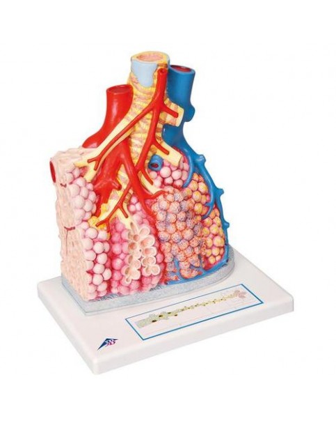 Akciğer Lobülleri, Kan Damarları İle Birlikte