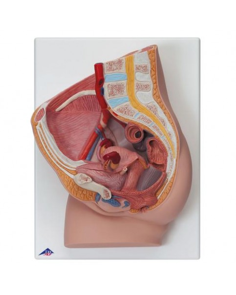 Kadın Pelvis Modeli, 2 Parçalı