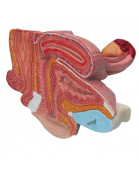 Kadın Pelvis Modeli, 2 Parçalı