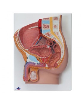 Erkek Pelvis Modeli, 2 Parçalı