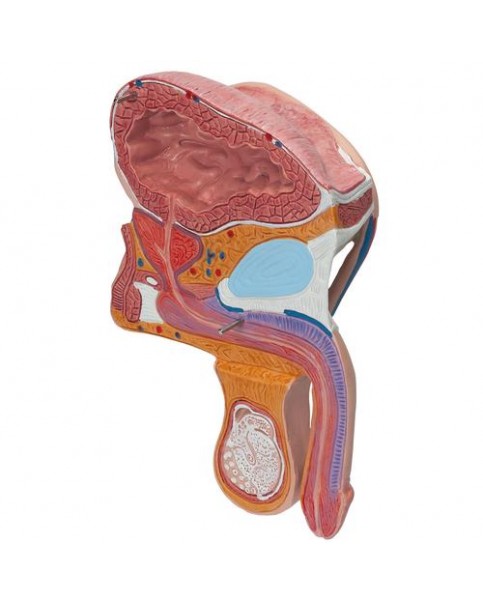 Erkek Pelvis Modeli, 2 Parçalı