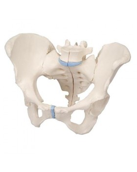 Kadın Pelvis Modeli, 3 Parçalı