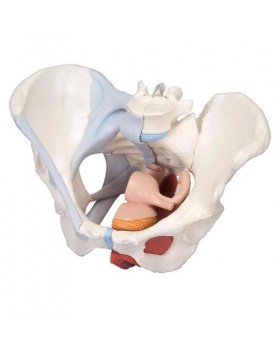 Kadın Pelvis Modeli, 4 Parçalı