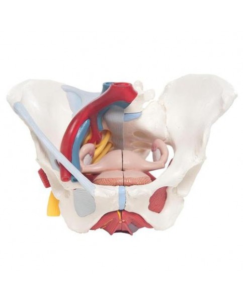 Kadın Pelvis Modeli, 6 Parçalı