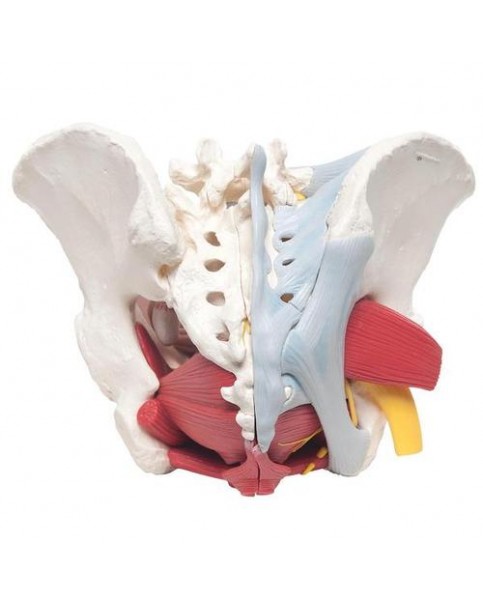 Kadın Pelvis Modeli, 6 Parçalı