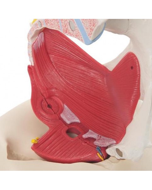 Kadın Pelvis Modeli, 6 Parçalı