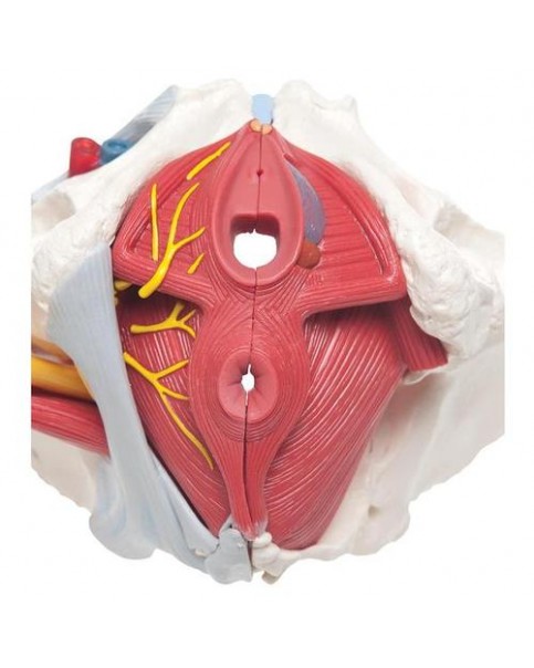 Kadın Pelvis Modeli, 6 Parçalı