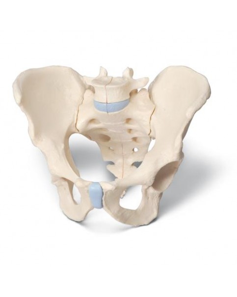 Erkek Pelvis Modeli, 3 Parçalı