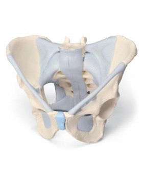 Erkek Pelvis Modeli, 2 Parçalı