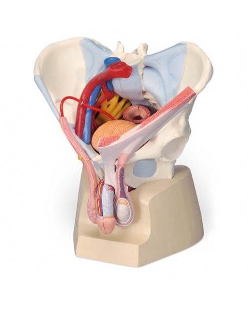 Erkek Pelvis Modeli, 7 Parçalı