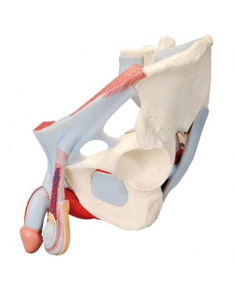 Erkek Pelvis Modeli, 7 Parçalı