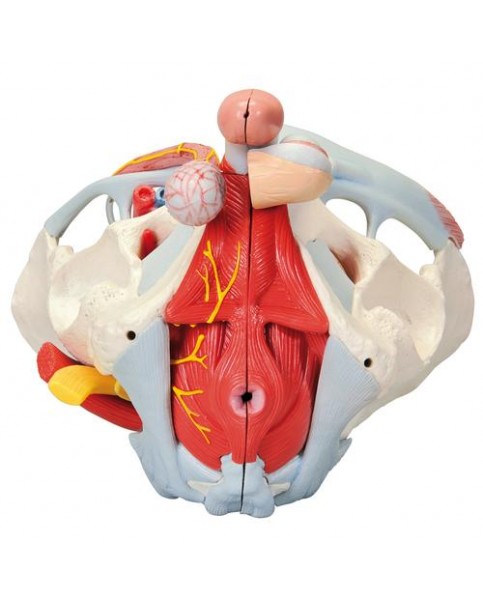 Erkek Pelvis Modeli, 7 Parçalı