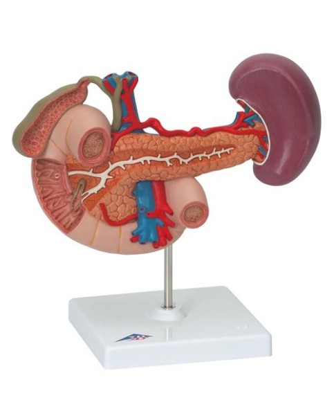 Arka Üst Karın Organları Modeli