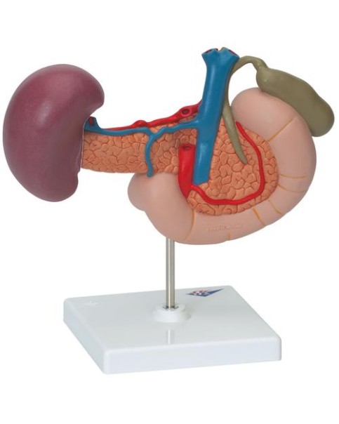 Arka Üst Karın Organları Modeli