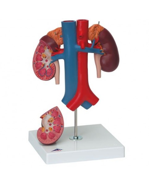 Arka Üst Karın Organlarına Sahip Böbrekler, 3 Parçalı