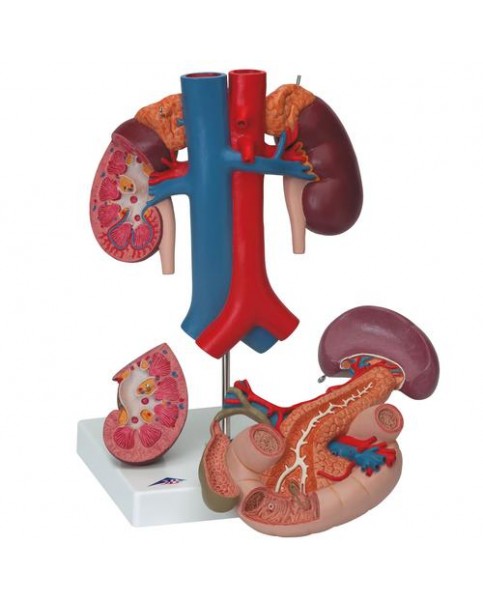 Arka Üst Karın Organlarına Sahip Böbrekler, 3 Parçalı