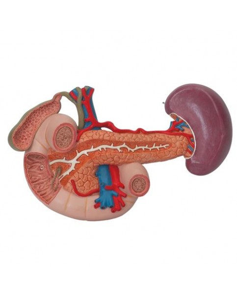 Arka Üst Karın Organlarına Sahip Böbrekler, 3 Parçalı