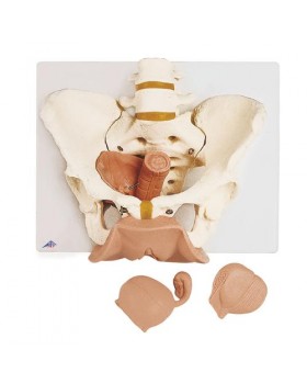 Kadın Pelvis Modeli, 3 Parçalı